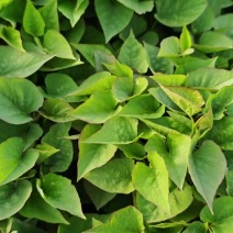 授权基地脱毒红薯苗济薯25，济薯26，蜜薯
