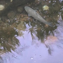山泉水养殖草鱼。