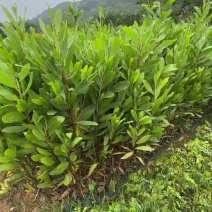 马占相思绿化苗木一手货源自产自销量大价格优惠