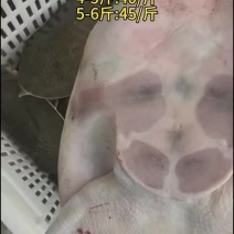 汉寿生态老甲鱼，产地直发，一手货源