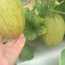 八六王