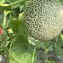 网纹瓜