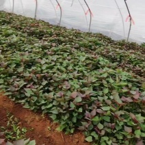 山东脱毒西瓜红苗，大田苗，拔苗均有，欢迎新老客户选购