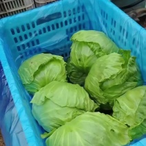 成武甘蓝