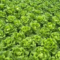 意大利生菜