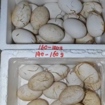 鹅蛋140-180g一枚