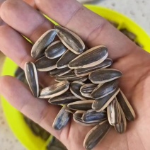 361食用葵花