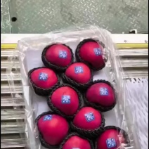 甘肃红玫瑰苹果