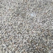 草蔻，大草蔻，广西产地大货常年供应