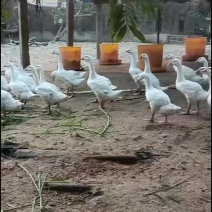 大白鹅