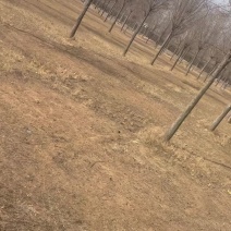 基地种植10年丝棉木价格差不多就卖了，有很多，6至15公分