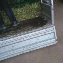 大棚菠菜陆地（种植量大，交通方便，质量好，）