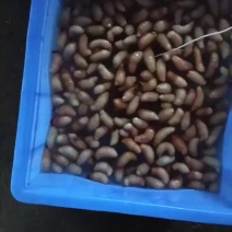竹笋虫