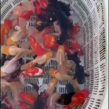 百褶泰狮金鱼