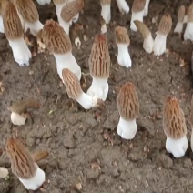 羊肚菌