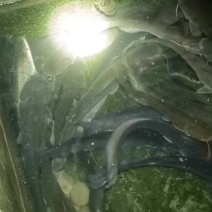 红河野生鲶鱼