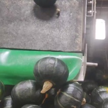 贝贝南瓜甜又圆