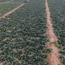 趴地菠菜