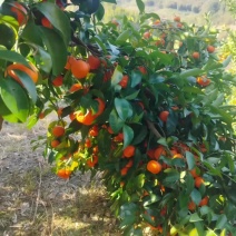 沙糖桔
