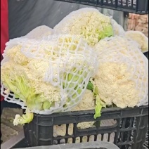 精品菜花
