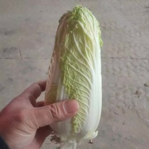 产地直供，一手货源，货量充足，常年供应大，小娃娃菜。