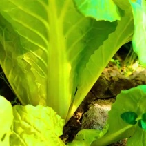 想卖鸡毛菜