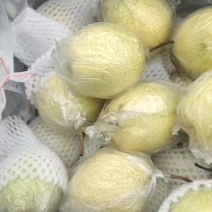 膜袋大鸭梨一块一斤量大可谈***********