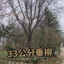 33公分垂柳