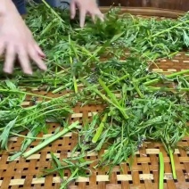 益母草粉益母草泡水益母草干大份量益母草粉中药益母草泡脚