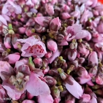 鲜桃花蕾，桃花，桃花茶，桃花粉，桃花干大量供应