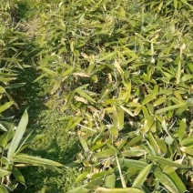 恩施香粽叶苗