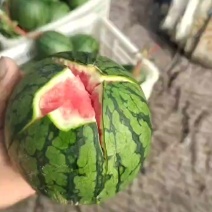 珍珠红西瓜小型礼品西瓜薄皮西瓜郑璐镇西瓜商河西瓜