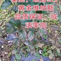 汶川本地，瑞雪，瑞香红树苗品种保证成活率高