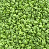 大叶茼蒿常年有货