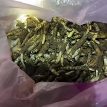 我有大量鲜亚香棒虫草需要出售***********