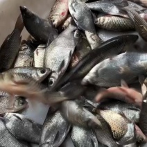 各种野生鱼
