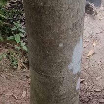 广西山里自然生长20-30的老桂树