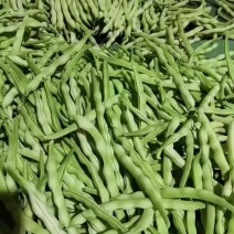 今天精品芸豆大量有货，价格不高，喜欢的老板可以来了