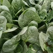河南趴地木耳菠菜