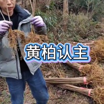 黄柏规格齐全