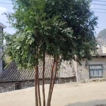 云南红豆杉