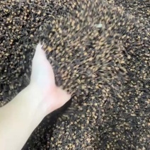 大红丁香物美价廉高性价比