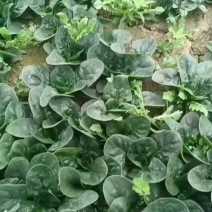 趴地小菠菜
