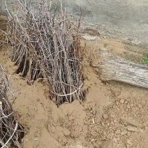 野生枣树苗