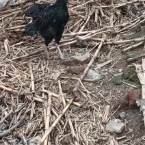 三国串斗鸡种蛋出售