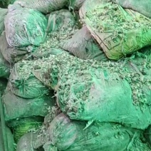 现有鸽子粪三百多包价格实惠