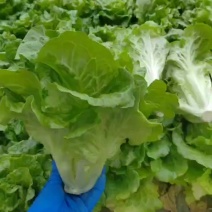 精品生菜