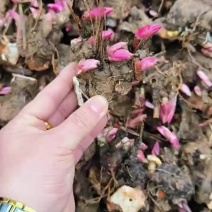 精品白芍芽头