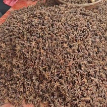 广西大红八角过筛大朵香味浓郁无硫纯干产地直发