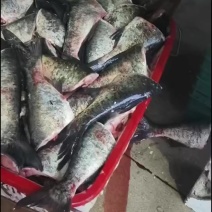 花鲢鱼尾，现做现发，规格2~4斤鱼尾，当天发货
